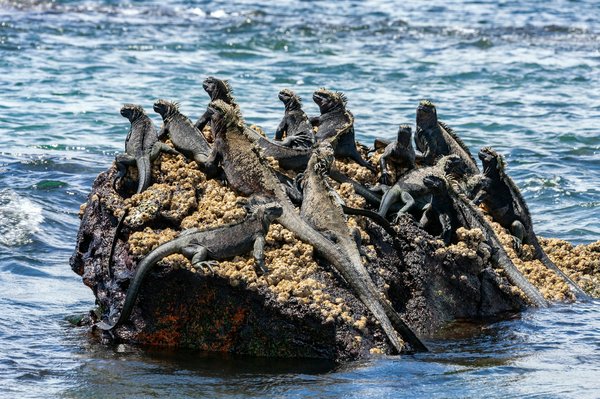 Où faire de la plongée sous-marine avec les requins marteaux aux Galápagos ?